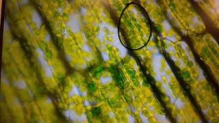 Cytoplasmic Streaming in Elodea Cells [upl. by Egiaf]