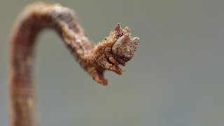 Inchworm  Geometer Moth  Macro Videography  Panasonic Lumix  Raynox DCR250  Macro Shots [upl. by Eleaffar251]