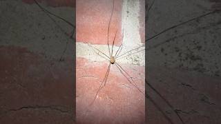 A Phalangium Opilio Harvestman Before Halloween arachnids nature [upl. by Leavelle309]