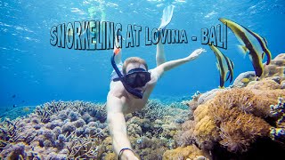 SNORKELING AT LOVINA BEACH [upl. by Peery]