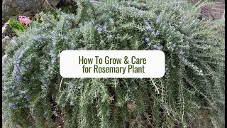 How To Grow and Care For Rosemary Plant Tips Pruning Propagating Health Benefits [upl. by Ahsieit]