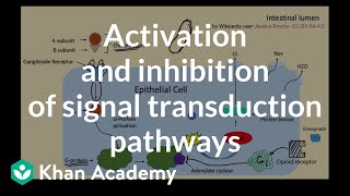 Activation and inhibition of signal transduction pathways  AP Biology  Khan Academy [upl. by Inihor534]