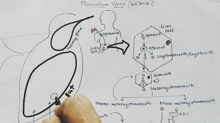 Plasmodium vivax life cycle Hindi Malaria [upl. by Eugor]