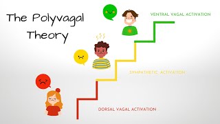 What is the Polyvagal Theory [upl. by Annavoeg]