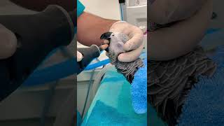 African grey parrot 🦜 beak trimming ￼😱😱🫡❤️‍🔥🔥🔥🔥🔥🔥shorts [upl. by Halika844]