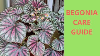 How to grow and care for begonias [upl. by Annayehc]