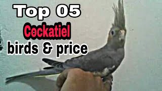 Top 05 Cockatiel birds amp price [upl. by Jackqueline]