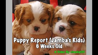 Puppy Report Jambas Kids  6 Weeks Old  and Names [upl. by Yramanna]