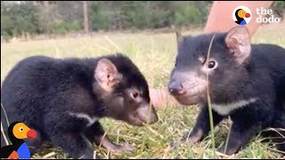 Baby Tasmanian Devil Joeys Play at Devil Ark in Australia  The Dodo LIVE [upl. by Ilak]