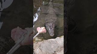 Caiman Feeding Frenzy Lunchtime Chaos 🐊 [upl. by Ardnalahs]