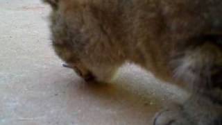 Snake attacks cat and gets eaten [upl. by Earised]