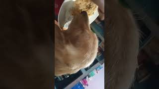 Morning eating karila curry rice goldenretrieverfun [upl. by Ilahtan]