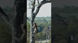 Lion Forces Leopard Up a Tree [upl. by Gosselin]