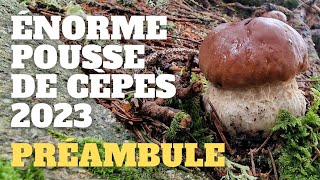 Préambule dune énorme pousse  LES SIGNES  Saison des cèpes 2023 cèpes champignons [upl. by Nylaret]