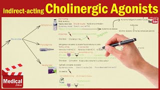 Pharmacology ANS 7 Indirect Acting Cholinergic Drugs Edrophonium  Physostigmine  Neostigmine [upl. by Anabahs]