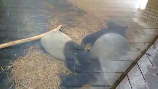 Maleise tapir Qadira  Malayan tapir Qadira ZOO Antwerpen [upl. by Fionnula874]