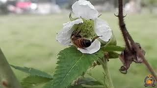 La MAGIA de las ABEJAS POLINIZADORES [upl. by Pattin]