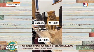 Vamo Arriba  Los beneficios de trabajar con gatos [upl. by Eiluj]