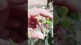 Jade Plant ytshorts jadeplant luckyplants trending virlshort grihsh [upl. by Aphra]