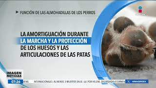 ¿Cuál es la función de las almohadillas de los perros  Noticias con Francisco Zea [upl. by Nileuqay818]