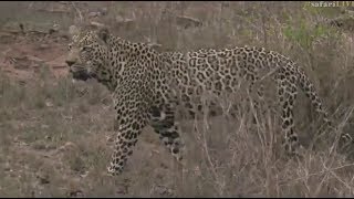 Safari Live  Quarantine Male Leopard on drive this morning with Tristan Nov 02 2017 [upl. by Cianca864]