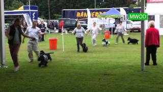 Cocker Spaniel wins at WIndsor Dog Show [upl. by Sturdivant]