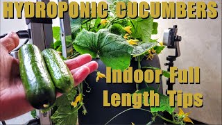 HYDROPONIC INDOOR CUCUMBERS FULL LENGTH DETAILS [upl. by Deerc]