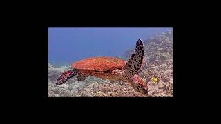 A Honu World 4k  MEGA Lab Cam  Hawaii live stream youtubeshorts like share [upl. by Aliuqaj]