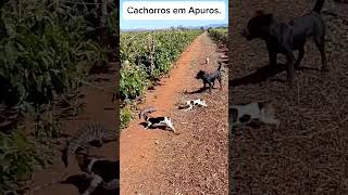 Cachorros em Apuros Animais amp natureza [upl. by Melodie]