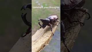 Rhinoceros Beetle [upl. by Perry]