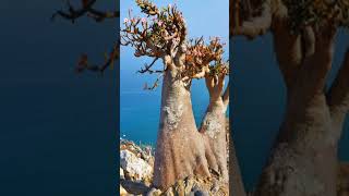 Socotra Island  Ek Anokha Jahan  shorts socotra island yamen travel visit viral [upl. by Rollie]