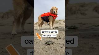 What a feisty bag of crabs… beachdog funnydog goldenretriever [upl. by Kahle]