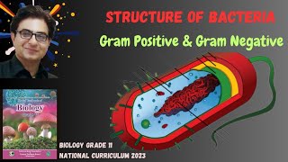 Structure of Bacteria  Gram Positive amp Negative Cell Wall  Urdu Hindi English  Federal Board 2024 [upl. by Harwilll]