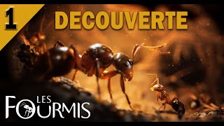 Les fourmis 01 Découverte [upl. by Yelyac]