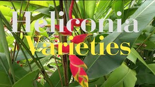 Heliconia Varieties  The Anchorage heliconia plants flowers [upl. by Nakre]