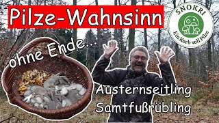 Pilze Wahnsinn  Austernseitling und Samtfußrübling ohne Ende  Snokri total begeistert [upl. by Inahet]