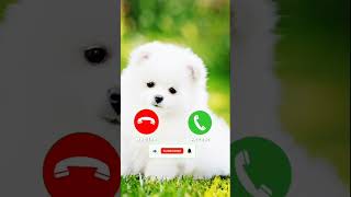 Cute Ringtone Abe Yaar Tone SMS Tone Call Tone Message Tone notification 🎶abeyaarabeyaarringtone [upl. by Rossing]