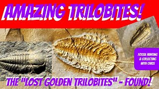 Amazing Trilobites The Lost Golden Trilobites Found Fossil Hunting and Fossil Collecting wChris [upl. by Finnie]