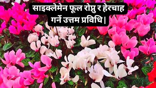 साइक्लेमेन फूल रोप्नु र हेरचाह गर्ने उत्तम प्रविधि  How To Grow And Care For Cyclamen Flowers [upl. by Melisande882]