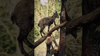 Mountain Climbing Goats Against Gravity [upl. by Ahsiruam621]