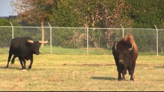 Longhorn and American Buffalo at fence [upl. by Uliram]