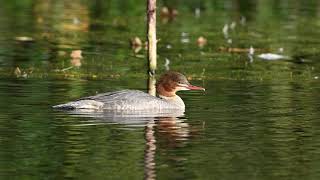 Goosanders at Park Hall Lake 22nd Oct 2024 [upl. by Ambrosius]