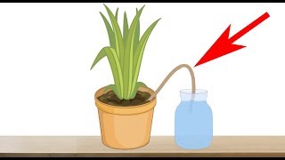 5 Genius Ways to Water Your Plants When You are Away on Vacation  Indoor Plants Automatic Watering [upl. by Nospmis]