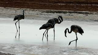 A record of Flamingos at Għadira Nature Reserve [upl. by Eskill]