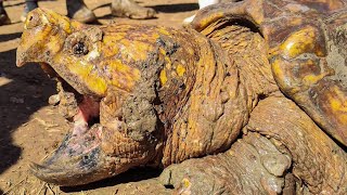 The BIGGEST TURTLES IVE EVER SEEN Alligator Snapping Turtles Move to Preserve [upl. by Berny596]