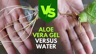 Propagating Aloe vera Cuttings in Aloe vera Gel [upl. by Pia]