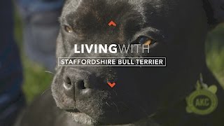 ALL ABOUT LIVING WITH STAFFORDSHIRE BULL TERRIERS [upl. by Lj63]