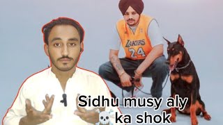 Sidhu musy Aly ☠️ka shok 🤗dangerous dog 🐕‍🦺💫 [upl. by Anyat461]