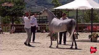 Aljassimya Farm Amateur Challenge  Halter Class Novice  Mares Class 18C [upl. by Kinghorn]