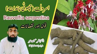 health benefits of Rauvolfia serpentina  choti chandan k faydy or nuqsanat  Dr Azhar Husain Tahir [upl. by Goto]